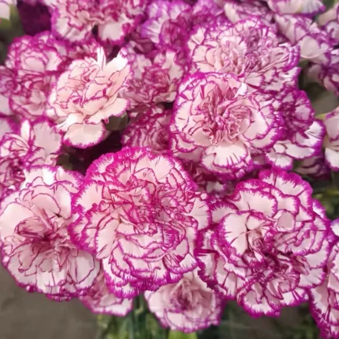 紫边单头康乃馨水培云南鲜花基地直发