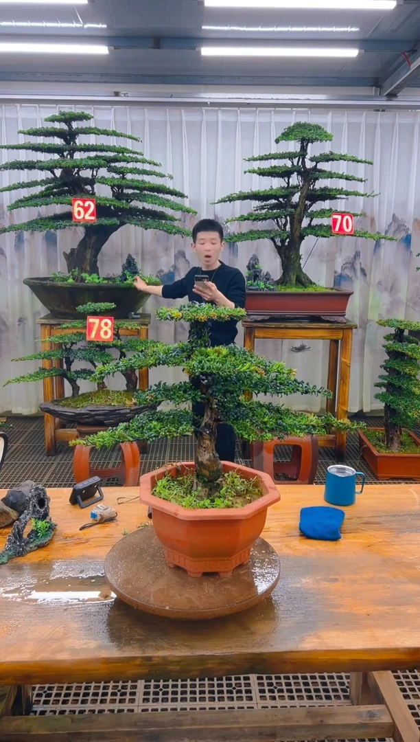 无花朵小**子精品盆景直播间一物一拍