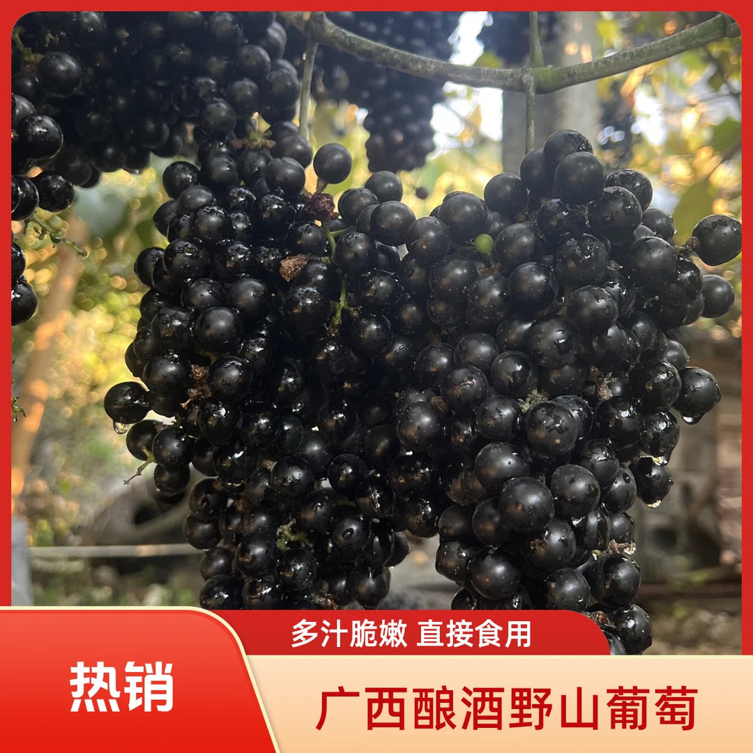 顺丰包邮广西酿酒野山葡萄新鲜现摘当季可直接吃水果