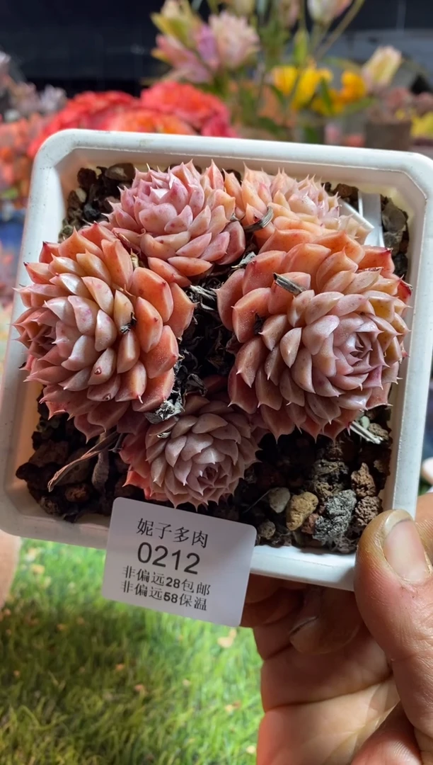 【闪购商品】0212aaaaa