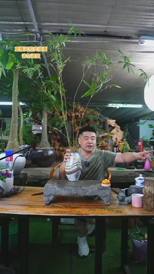 当前无花栽培后可以开花唐竹（釉色不指定）