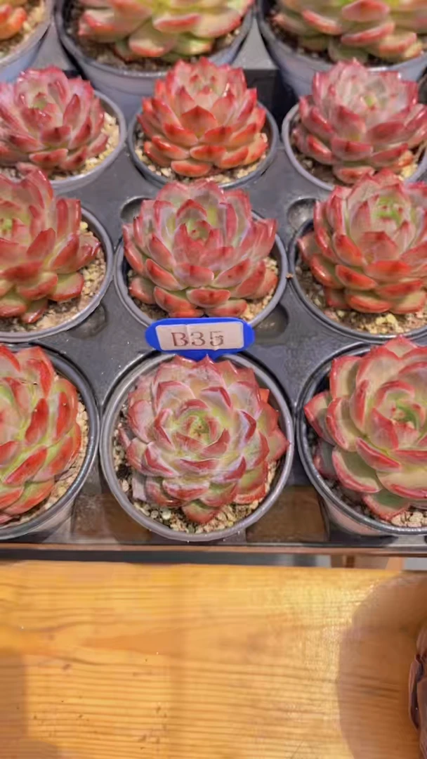 B35-夜魔侠单头7cm起（量拍）