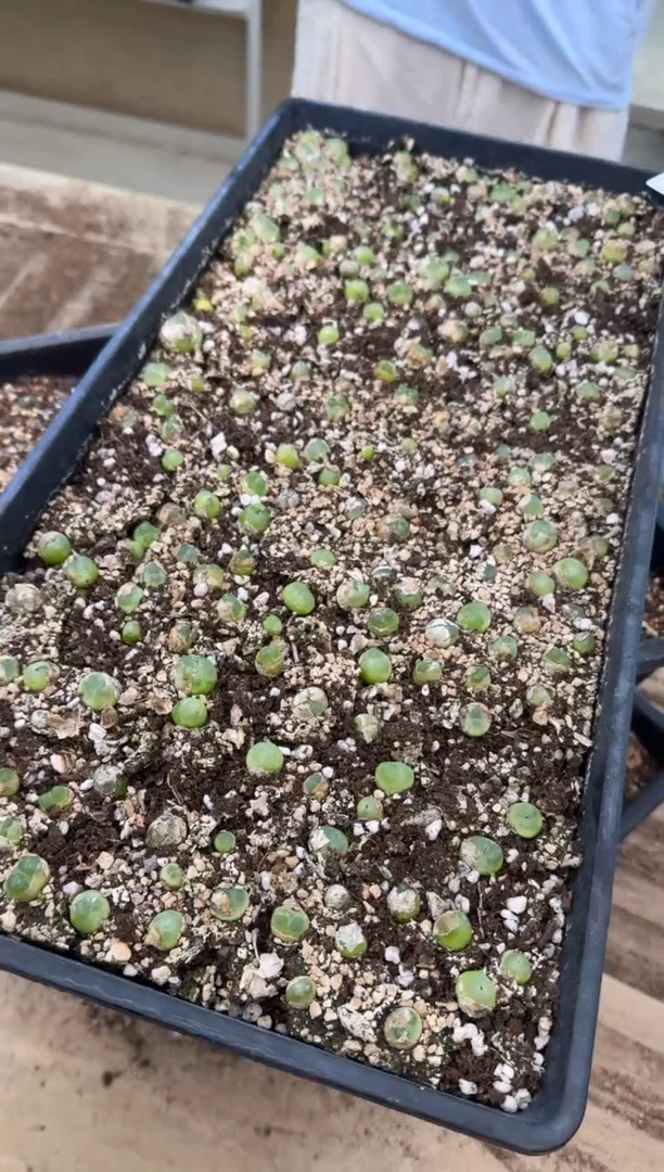 11-222多肉植物肉锥拉登一颗