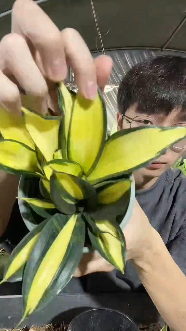 白月光带盆土16.8