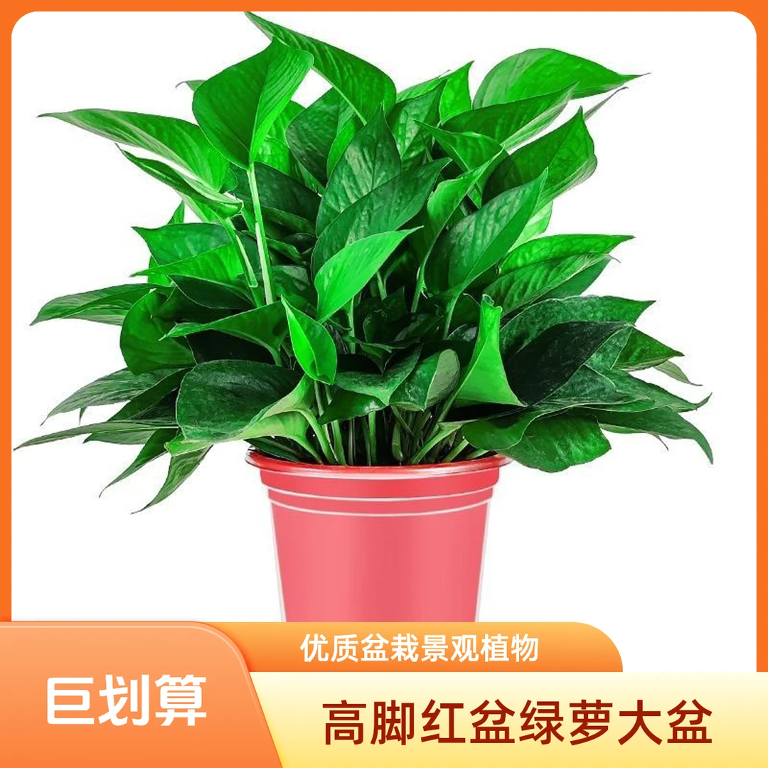 高脚红盆绿萝盆栽大盆等