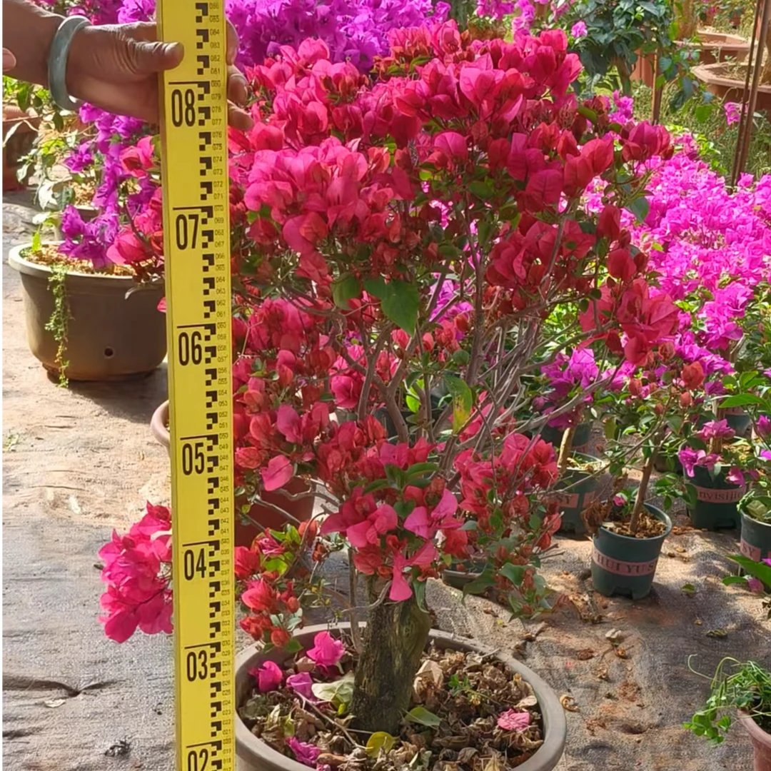 红色三角梅绿植盆景
