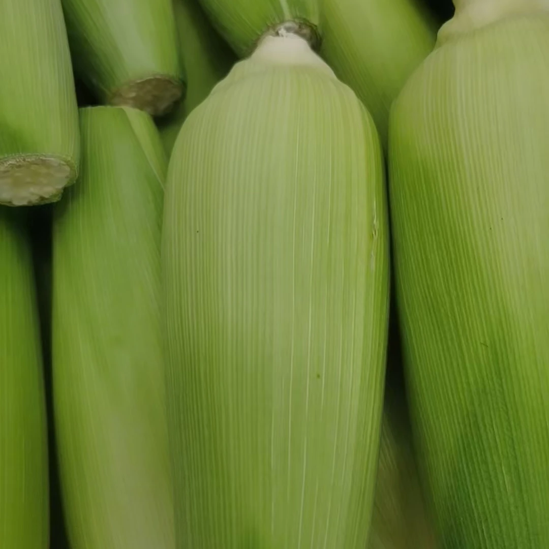 【大陈小陈助农精选】庄边农户自种水果玉米（白色5个装）单300-500g