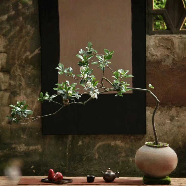 海岛春花树盆景客厅大飘枝老桩花盆室内石斑木好养海岛雷公树