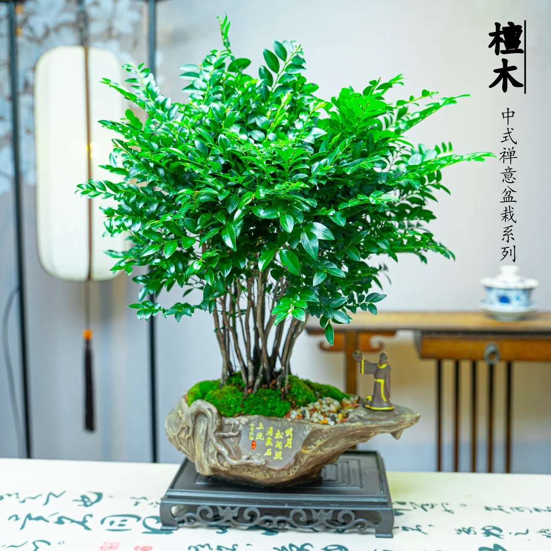 丛林款老桩小叶紫檀室内绿植盆栽净化空气桌面观叶绿植