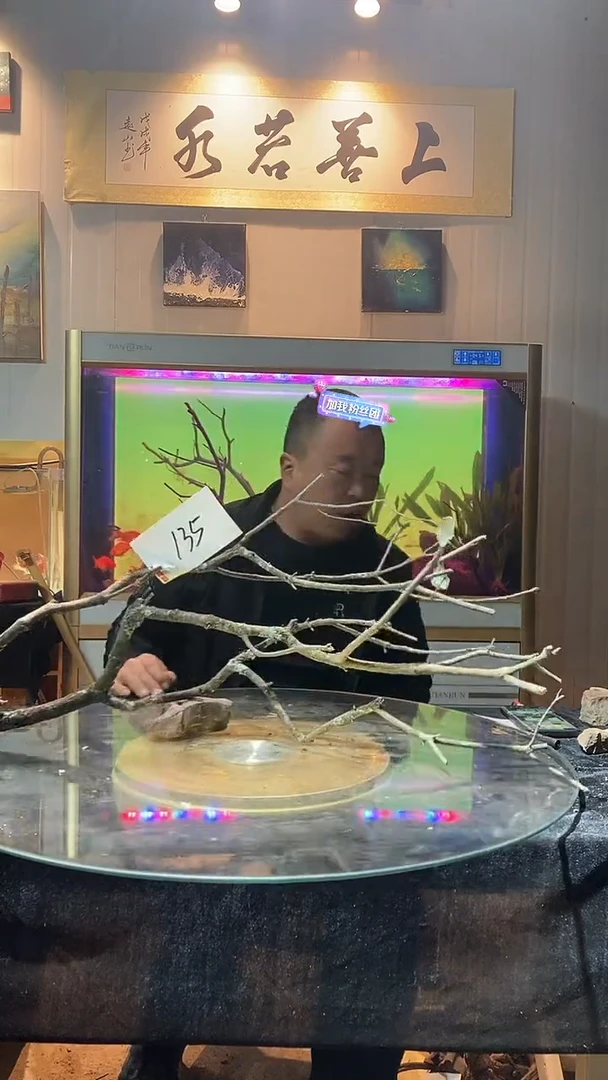 135号天然黄栎木适合80-90缸