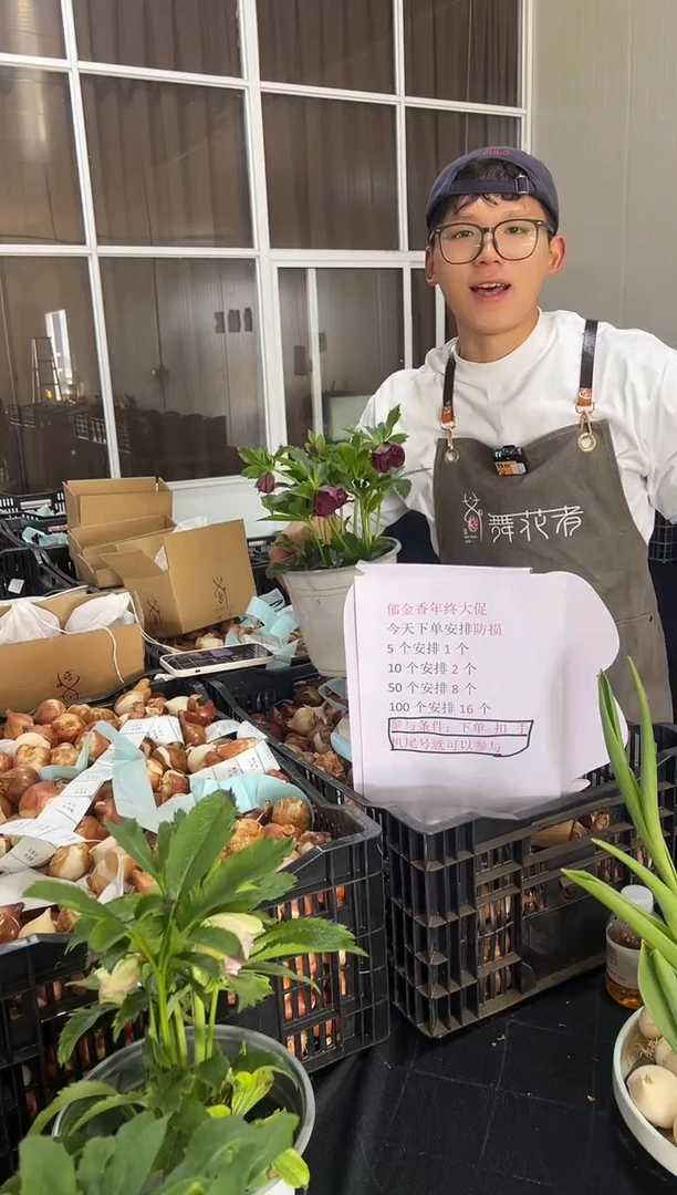 完全开放清**桐清秋梧桐  二盘