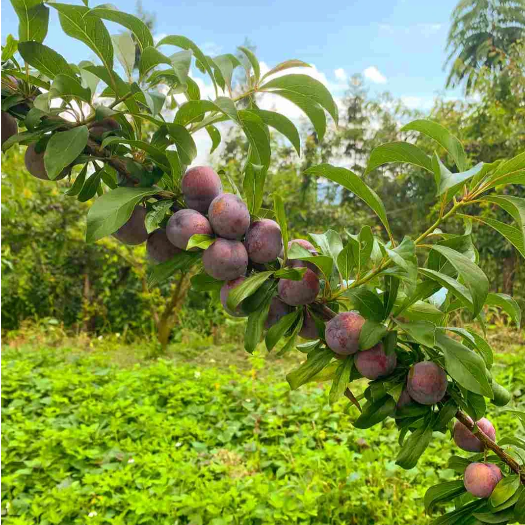 广西天峨龙滩高山珍珠李新鲜现摘脆甜可口