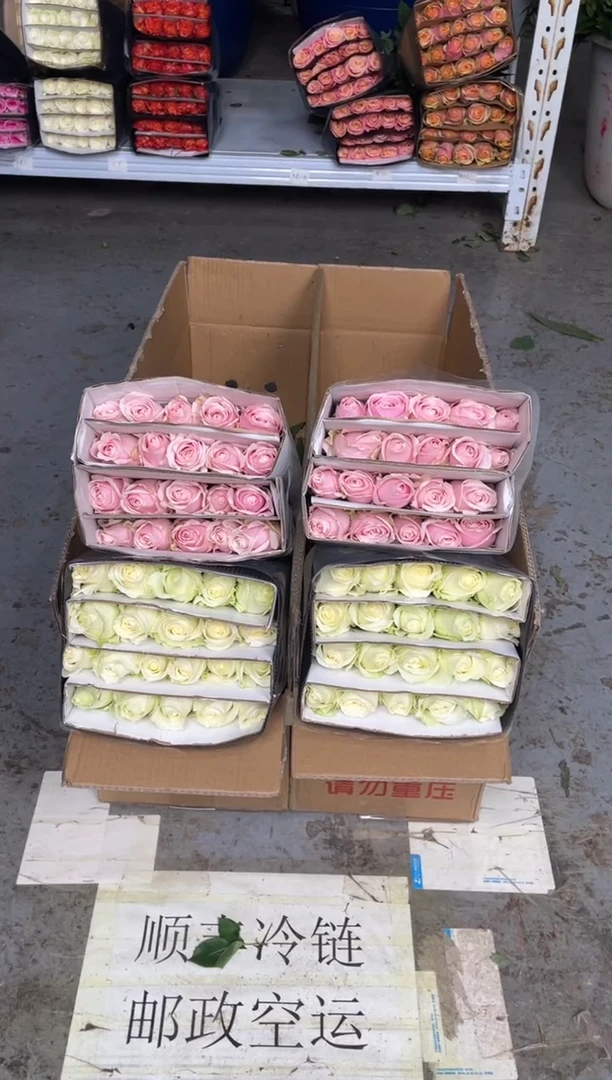 粉雪山20枝+白雪山20枝