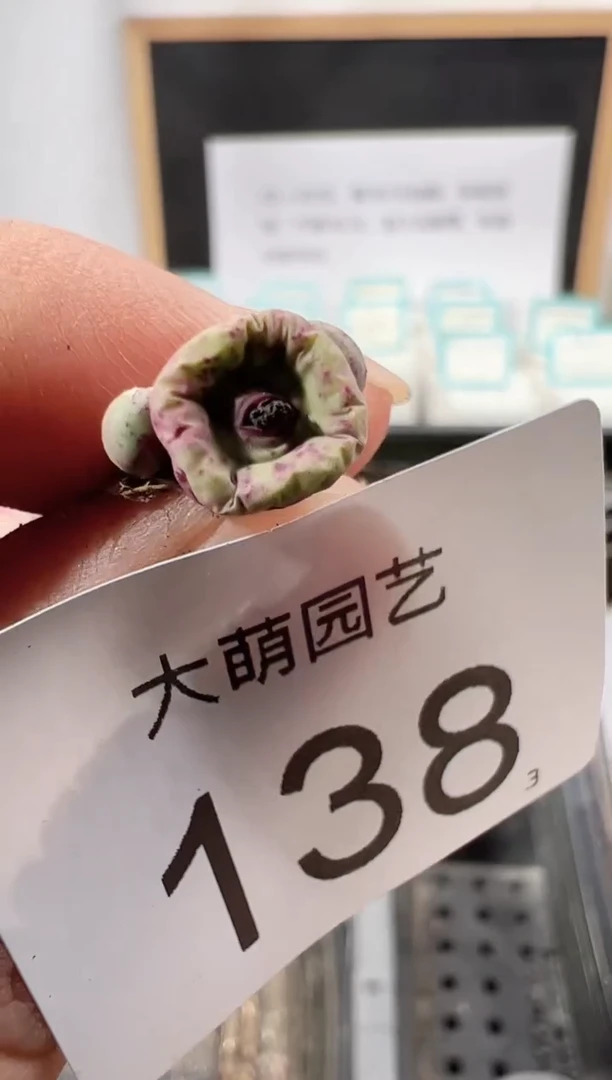 【闪购商品】++++138