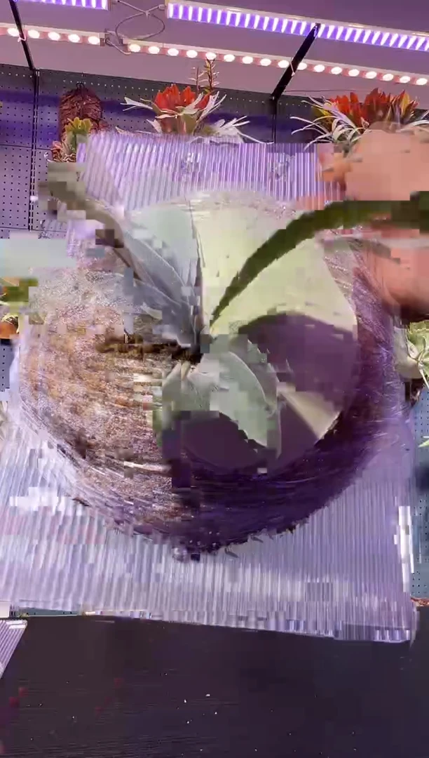 完全开放板植保罗