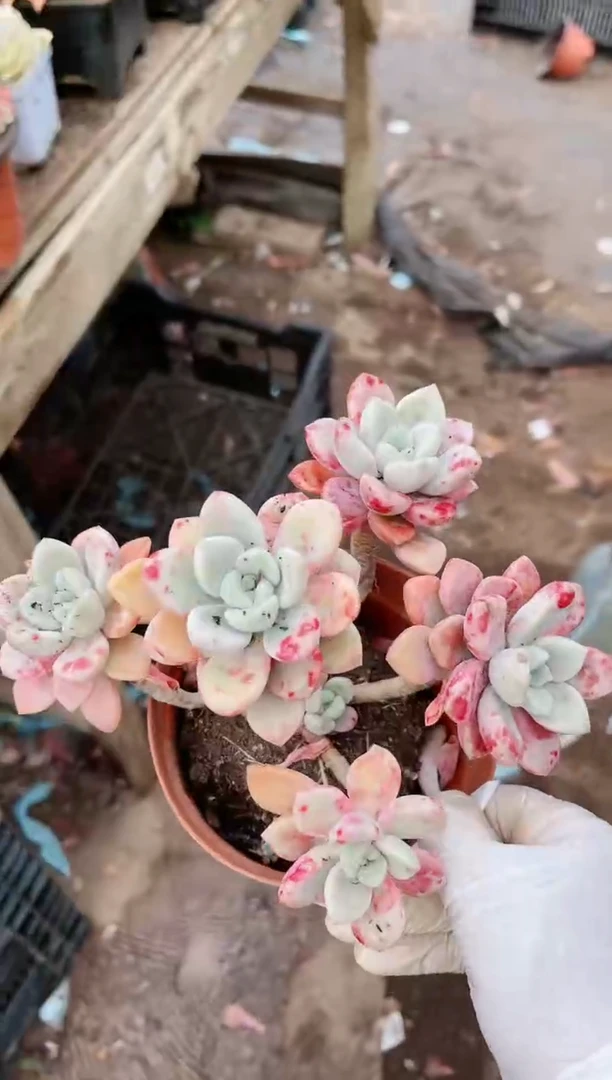 【闪购商品】20229