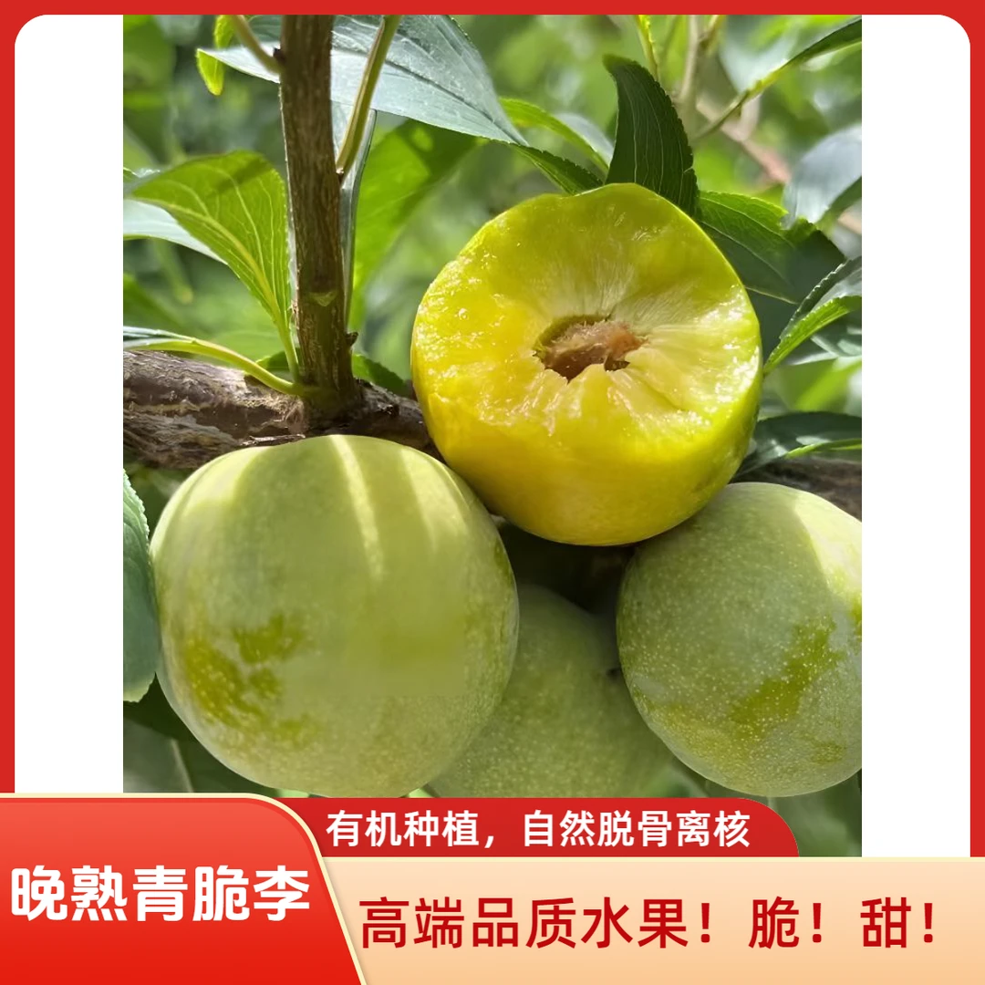 成都金堂【正宗晚熟青脆李】青皮黄肉、自然脱骨离核,高端李子水果