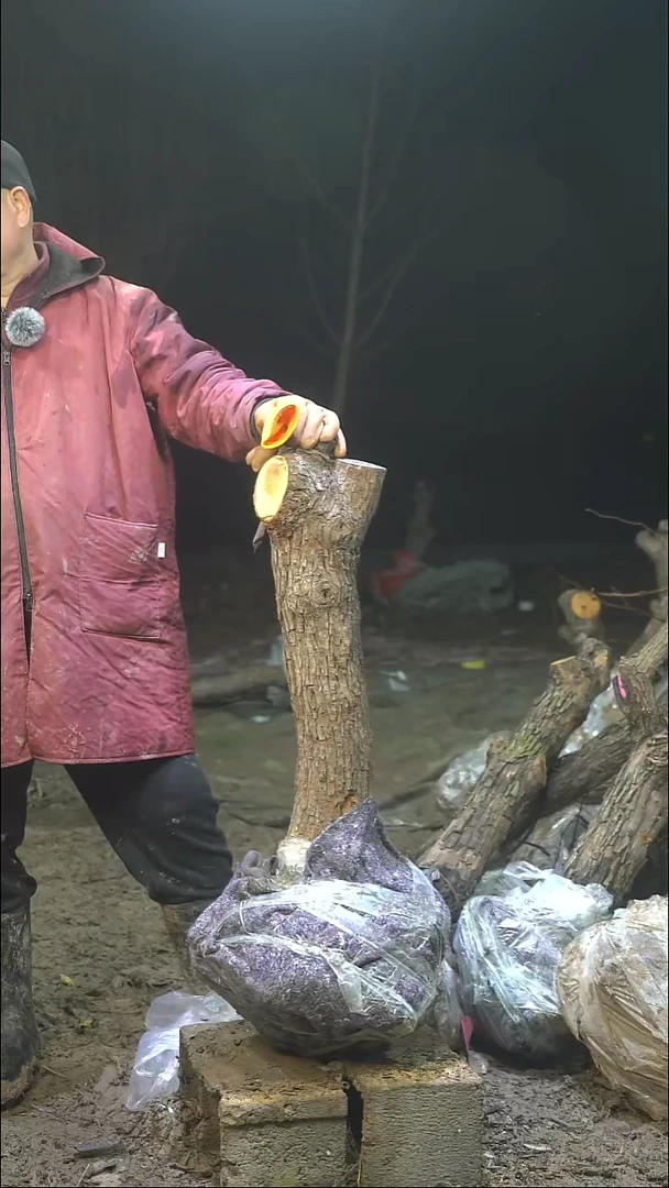 完全开放枣树 263