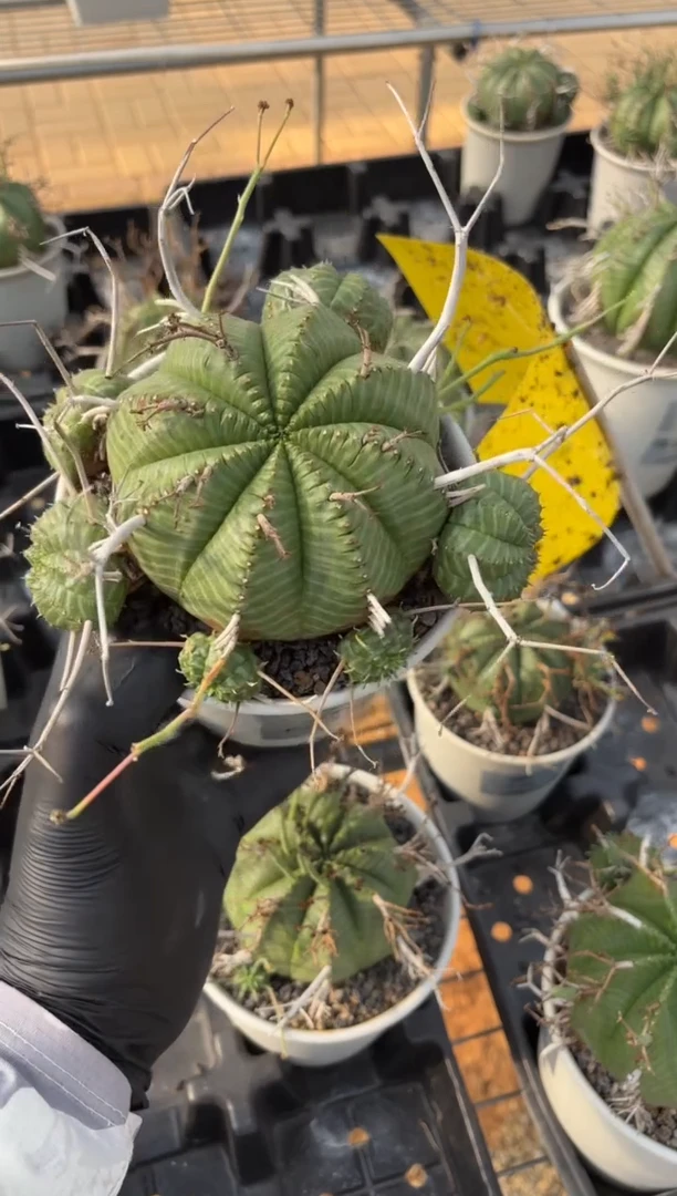 法丽达大戟FC-3206