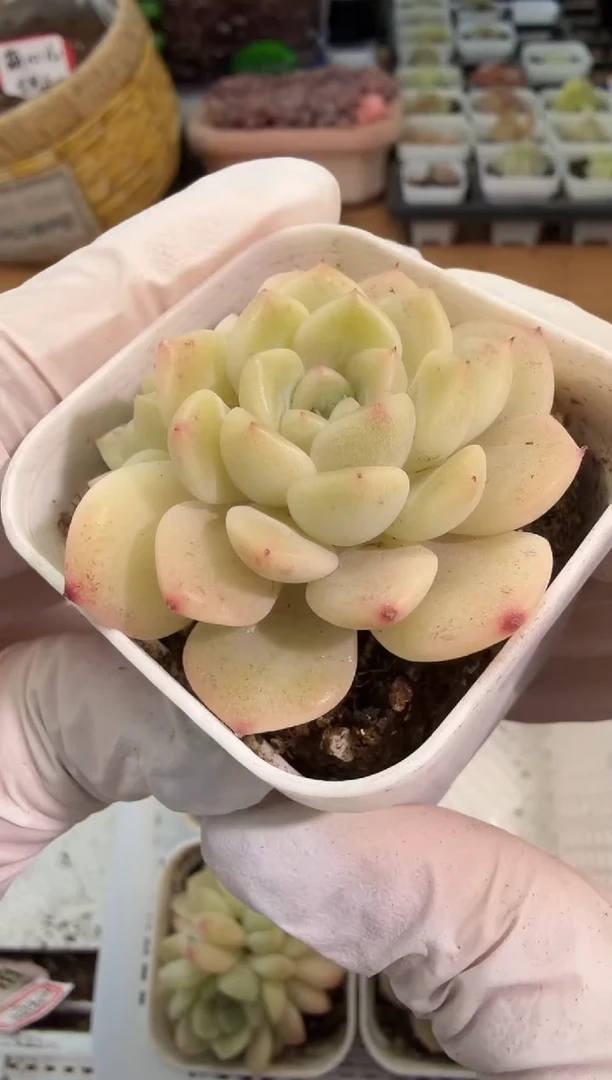 T13 五方一盆 单双混 量拍混发