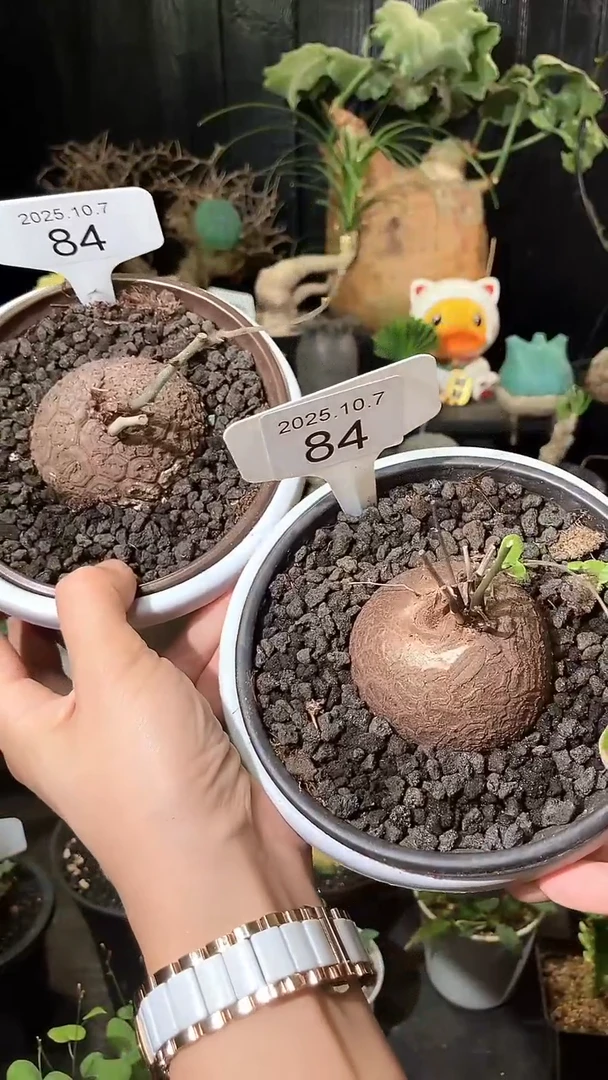 84号1007南非龟甲龙福利特价组合