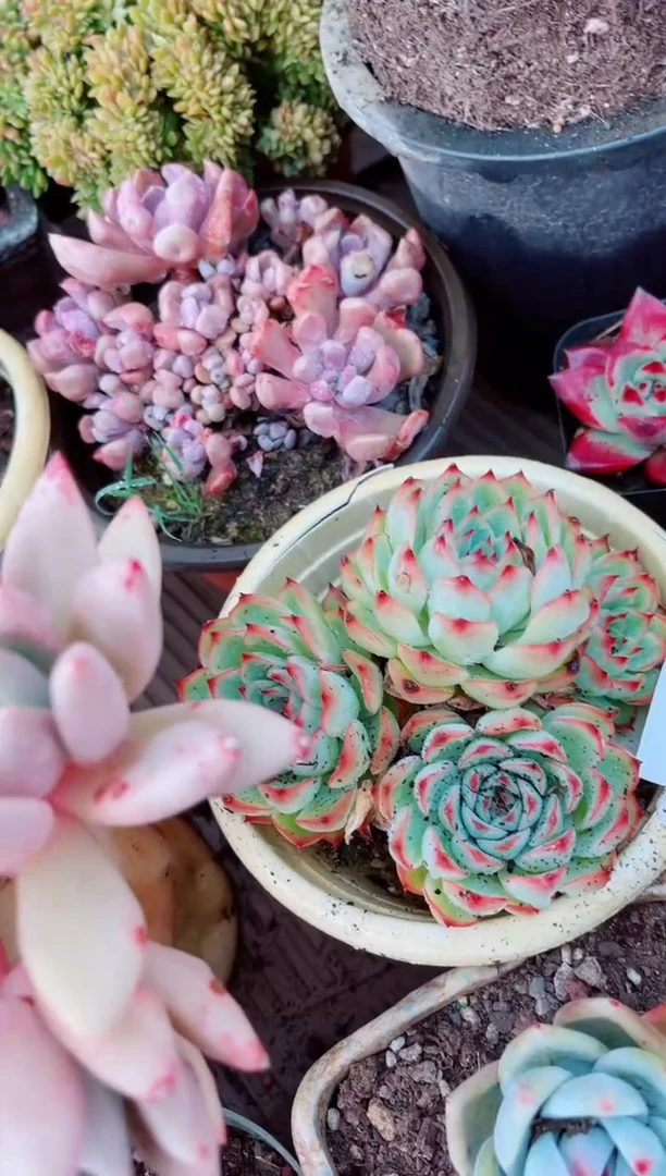 12151多肉植物一物一拍