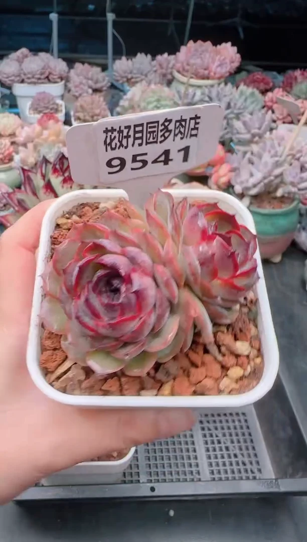 【闪购商品】9541.