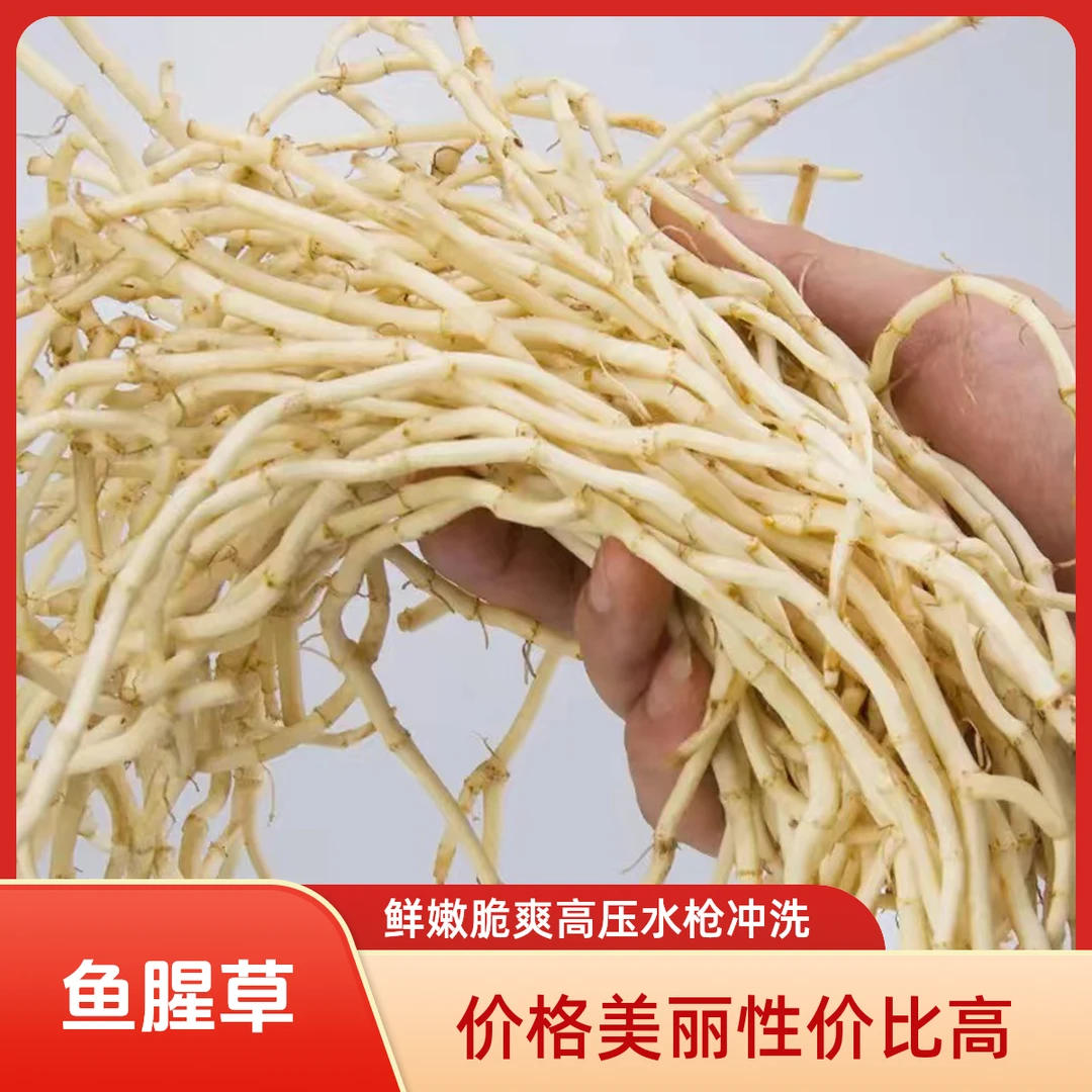 【当季新根】新鲜现挖洗净鱼腥草鲜嫩折耳根节节根嫩根凉拌蔬菜下饭