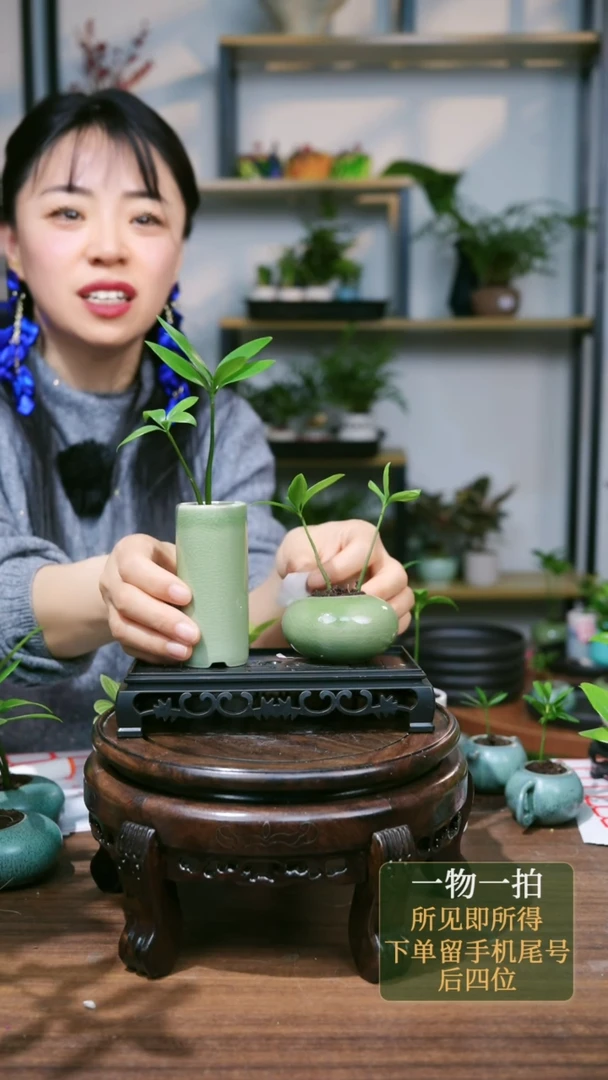 【闪购商品】137--0888竹柏绿高绿圆