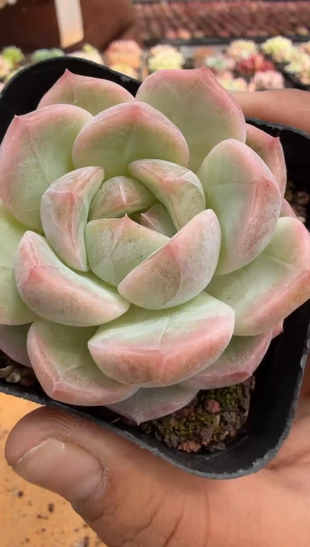 东云多肉园二店-343