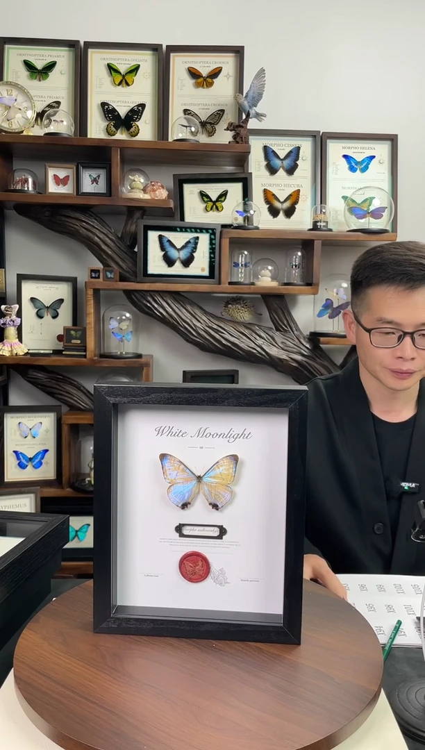 夜明珠闪蝶-豪华版【10寸博物框】