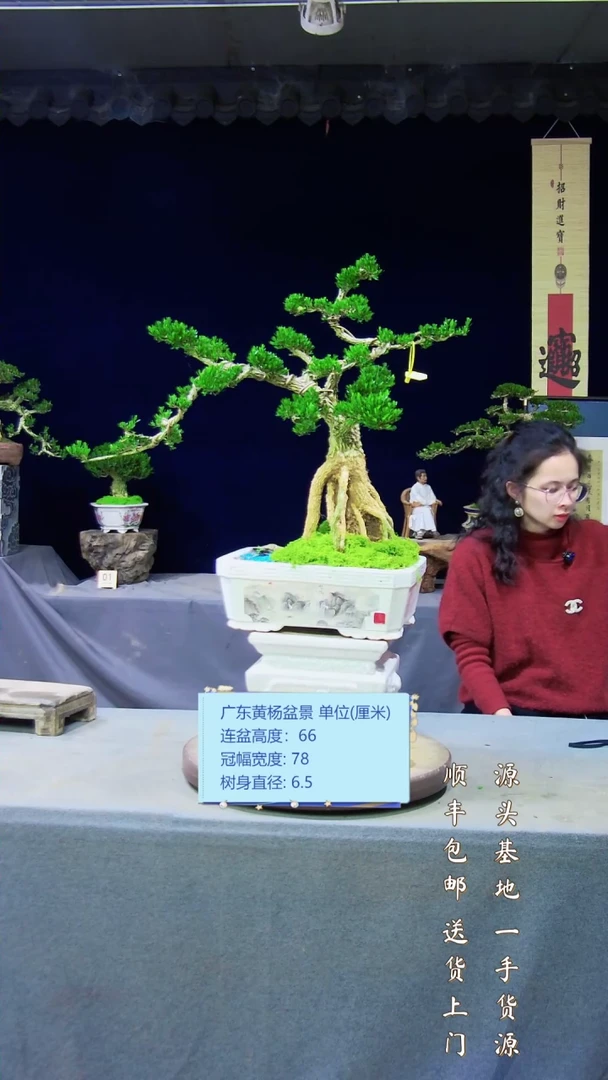 【闪购商品】黄杨盆景艺术黄杨盆景艺术