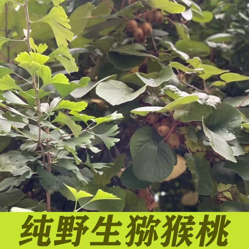 新鲜野生猕猴桃杨桃子绿心正宗酉阳重庆现摘孕妇即食泡酒奇异果