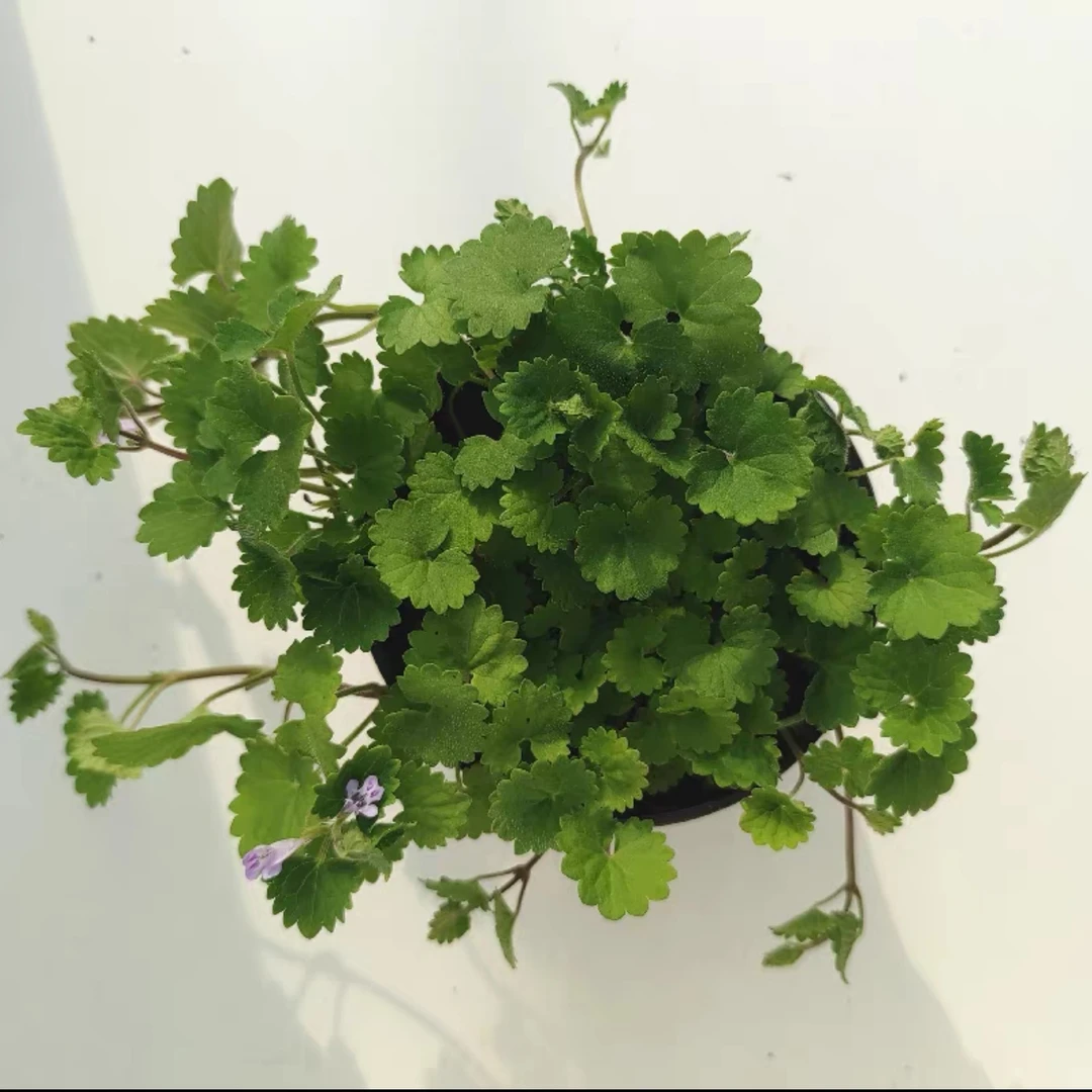 活血丹苗透骨消苗金钱薄荷盆栽苗入药肺风草室内外垂吊植物