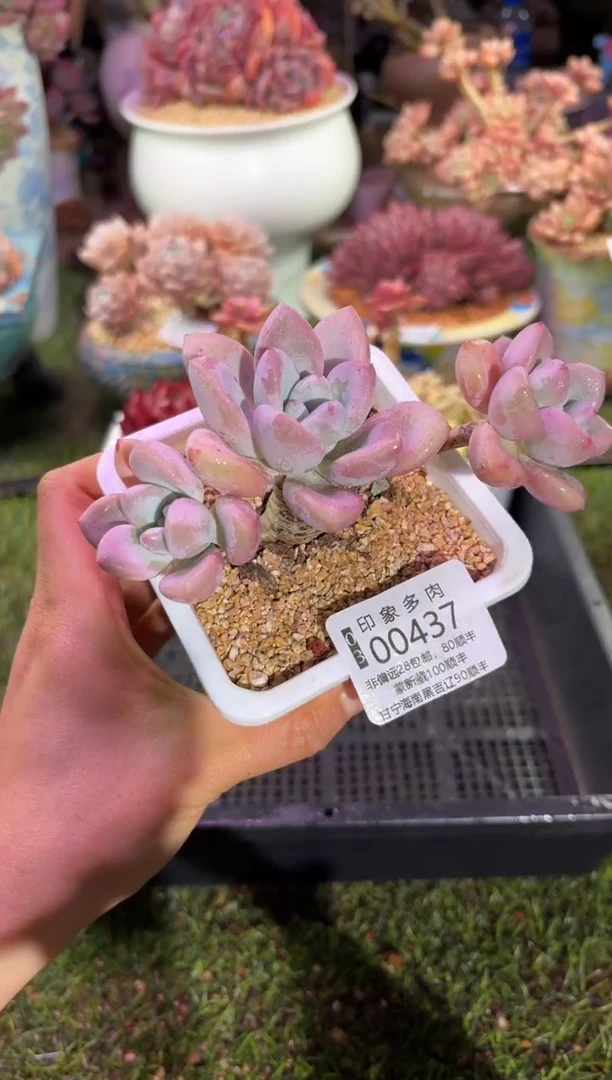 【闪购商品】00437