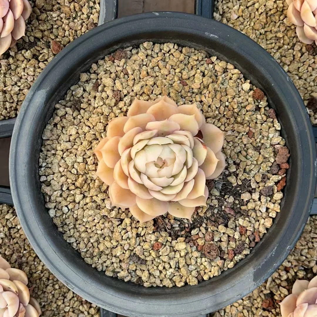 精品昂斯诺花锦多肉