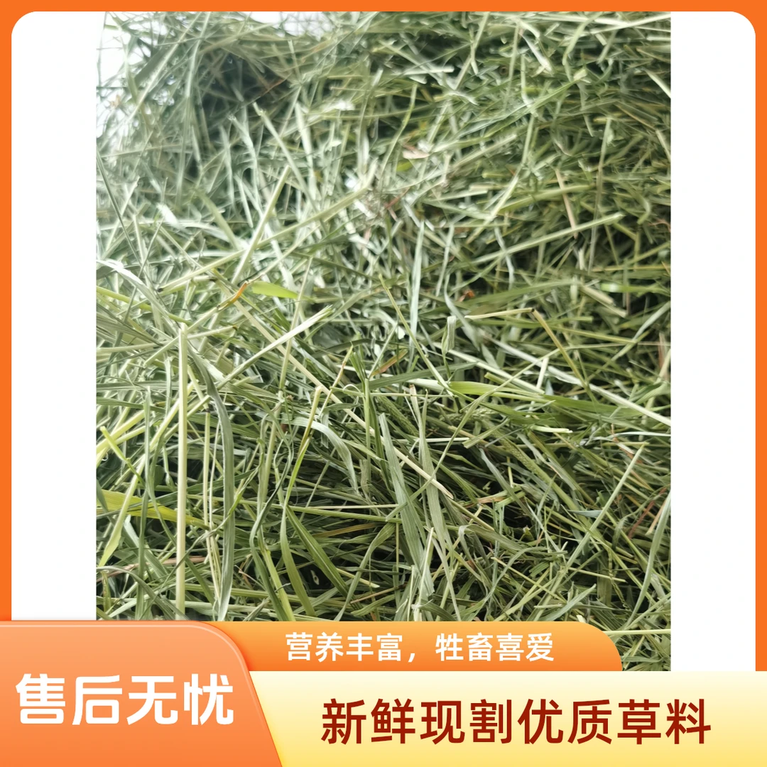 甘肃岷草优质烘干提摩西碎草兔粮豚鼠荷兰猪磨牙提摩西草干草