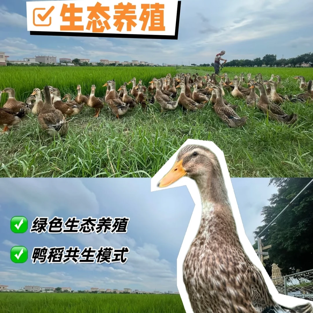 洋鸭 生态养殖1年【整只8-10斤现抓现称 】下单顺丰包邮
