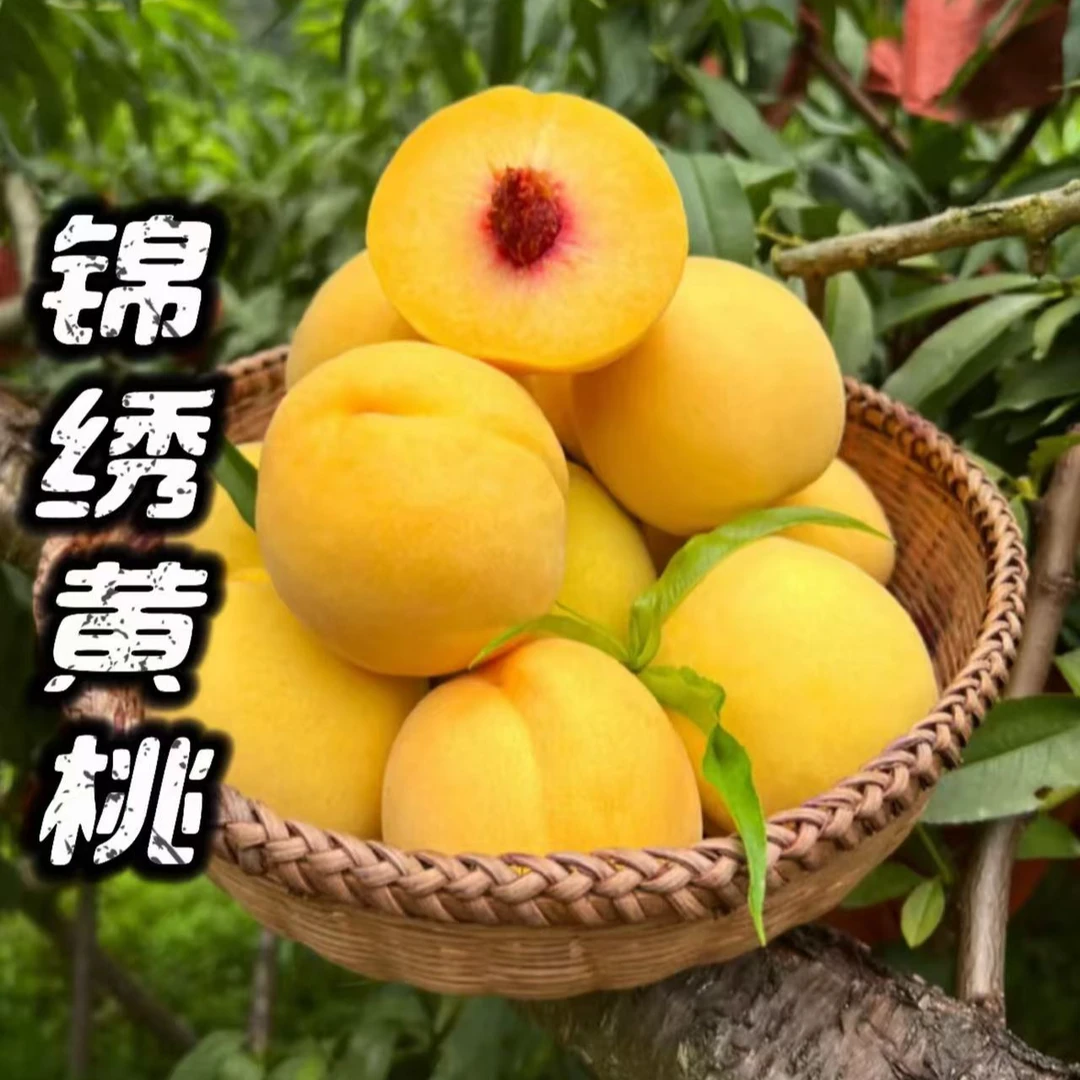 【达班品质】锦绣大黄桃 爆甜多汁1/3/5斤桃香四溢 顺丰包邮桃子河北省