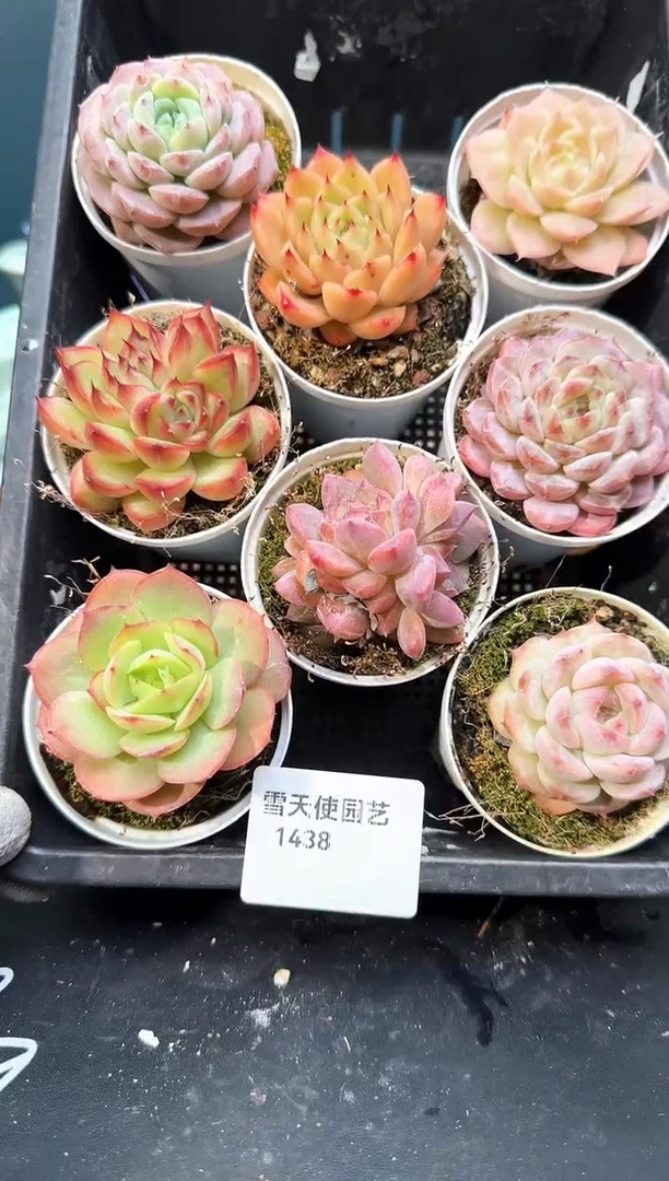 14   38  多肉8 颗