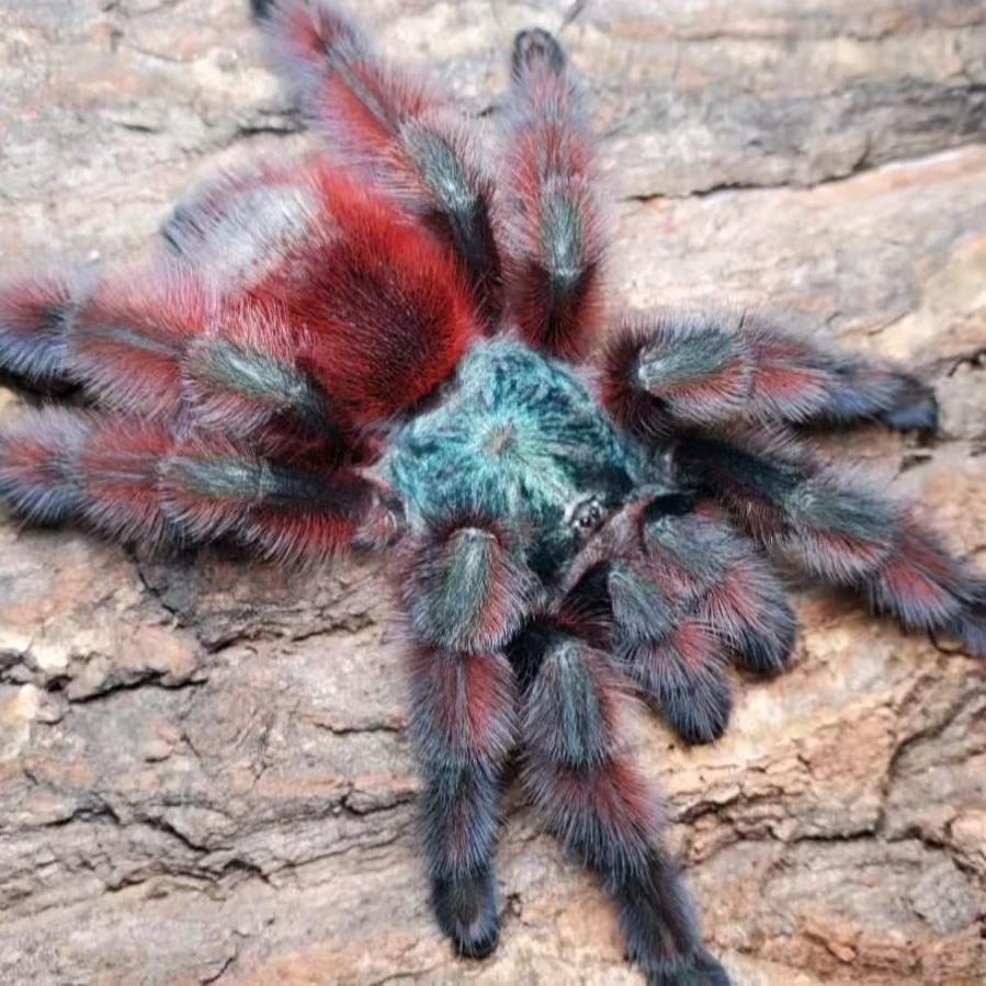 蛛门/趣味玩法抛一抛，实物以抛到的点数总和来核对相对应的蜘蛛