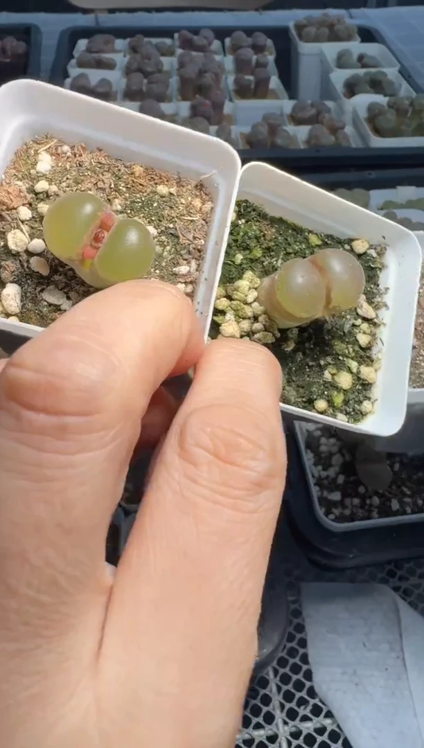 h****i27-21多肉植物肉锥