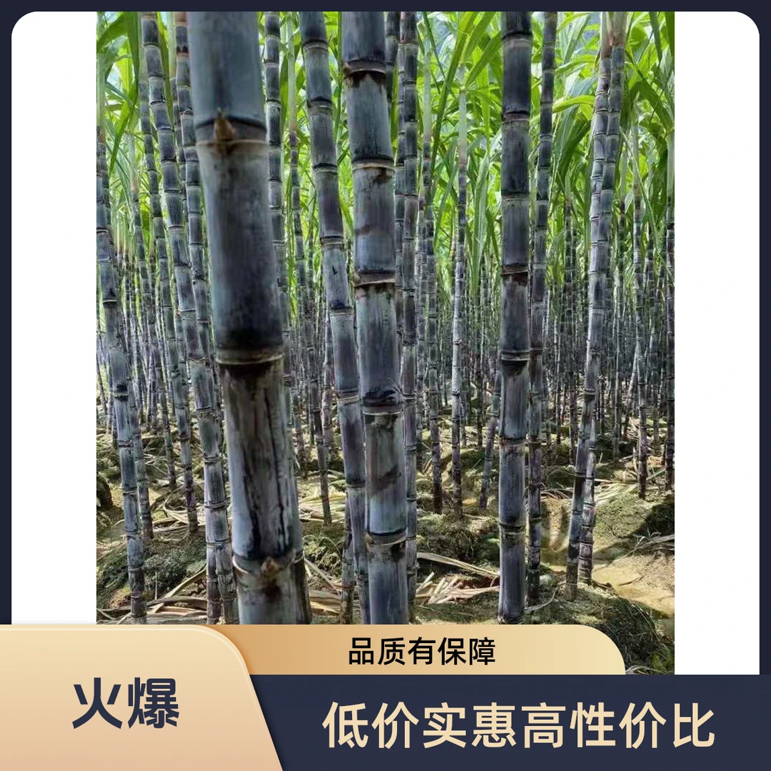 【精选】正宗广西黑皮甘蔗现砍现发脆甜多汁当季水果