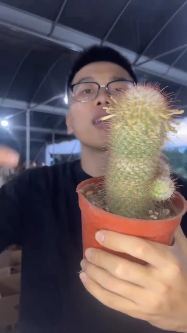 2颗 实生根 大号 丰明丸