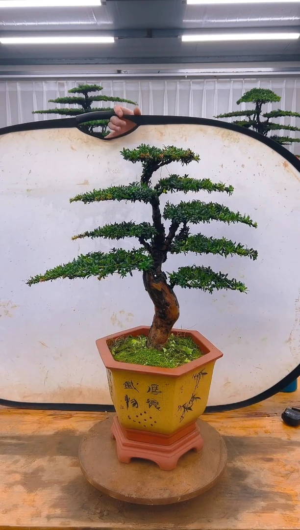无花朵精品盆景直播间一物一拍