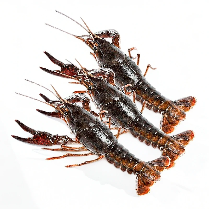 鲜活中号小龙虾2kg（64-100只/份）