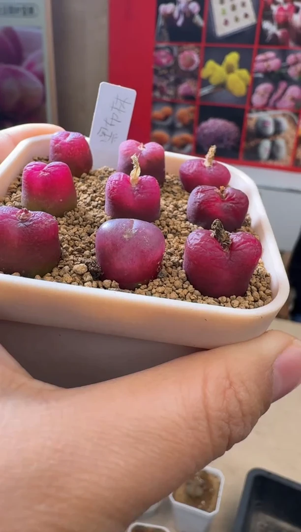 【闪购商品】29-40黑布林一颗