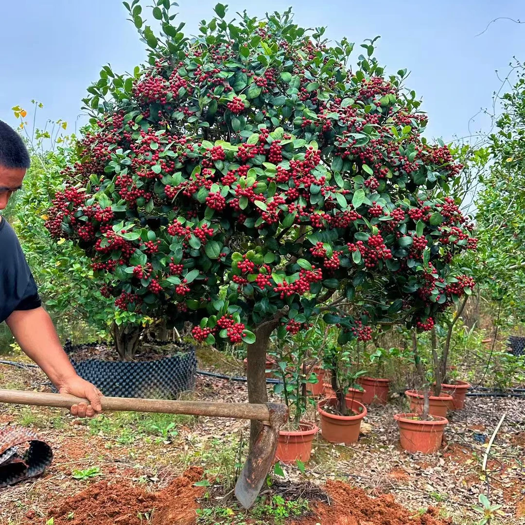 金玉满堂属于乔木植物，四季常青，红果期长达五个月，耐旱耐寒
