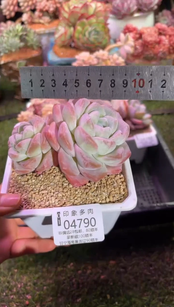 【闪购商品】04790