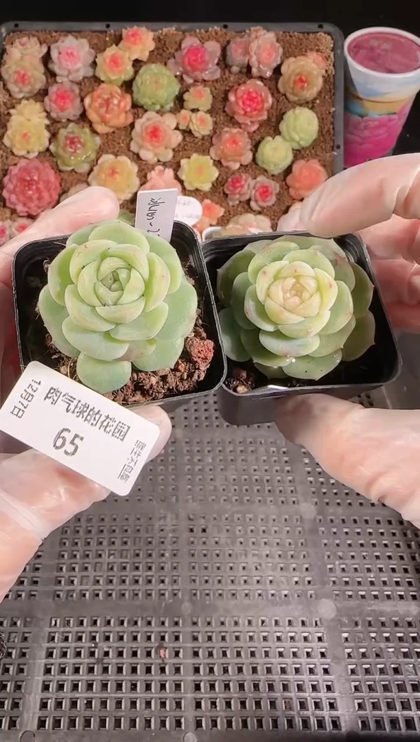 1207-65冰心27量拍任意发一颗多肉群生不包整